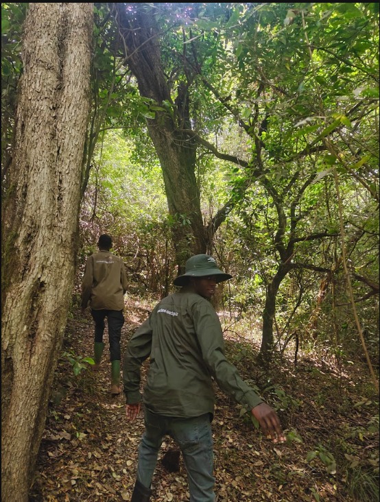 Safari in Tanzania