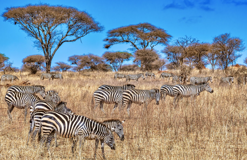 Cultural exchange in Siha